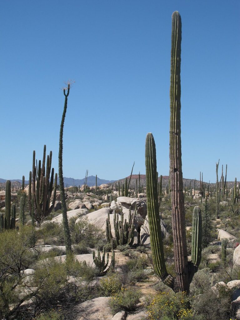 desert, california, cactus, landscape, nature, dry, scenic, desert landscape, mexico, baja, outdoors, wilderness, travel, scenery, blue desert, california, california, california, california, california, cactus, cactus, cactus, mexico, mexico